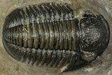 Detailed Gerastos Trilobite Fossil - Morocco #351279-1